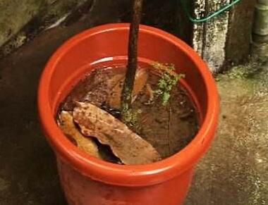 租擺綠植養(yǎng)護(hù)過程中澆水過多怎么辦？