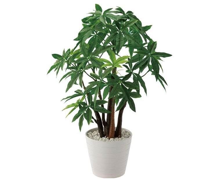 辦公室植物租賃養(yǎng)護(hù)的基本要點有哪些？