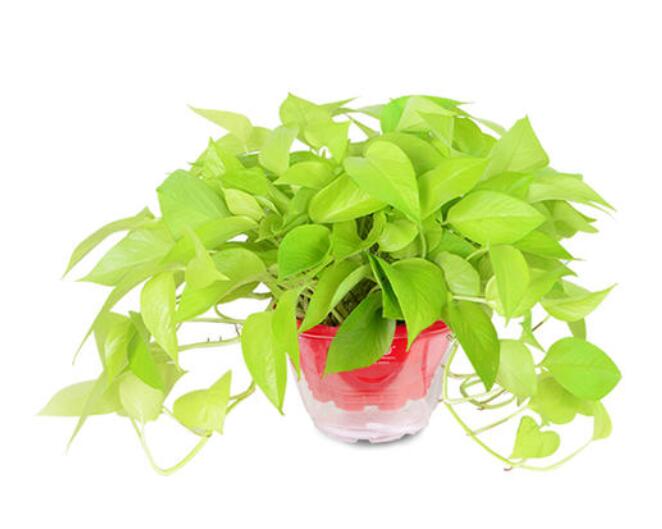 辦公室租賃植物的費用貴不貴？