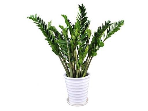 金錢(qián)樹(shù)-植物租賃.jpg