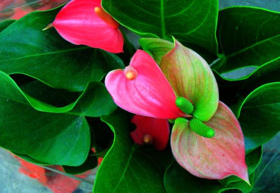 紅掌的春季養(yǎng)護 紅掌的春季養(yǎng)護