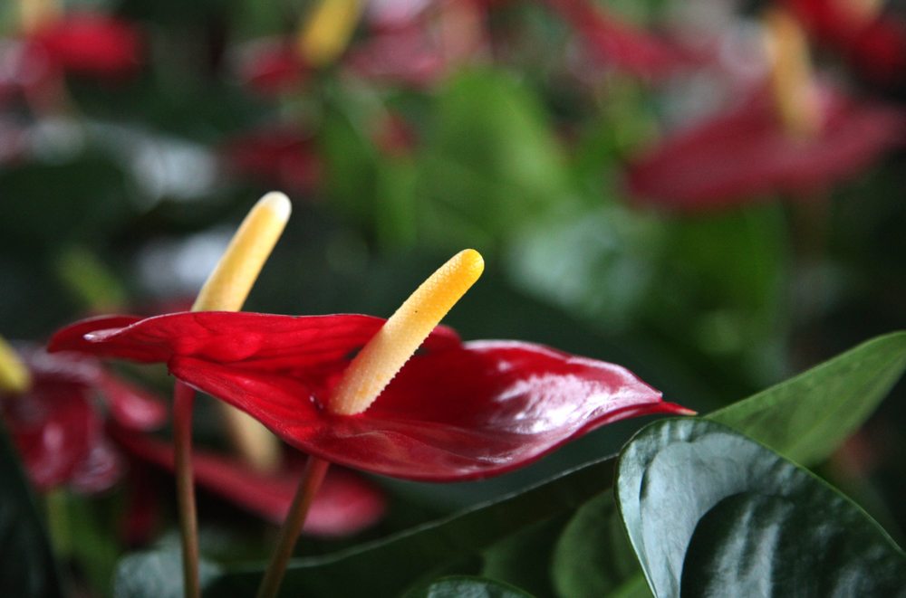 紅掌的秋季養(yǎng)護方法 紅掌的秋季養(yǎng)護方法