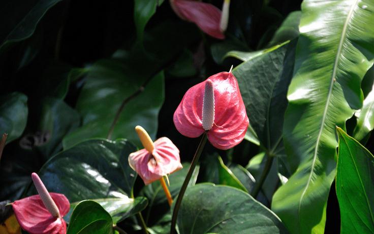 紅掌的冬季養(yǎng)護方法 紅掌的冬季養(yǎng)護方法