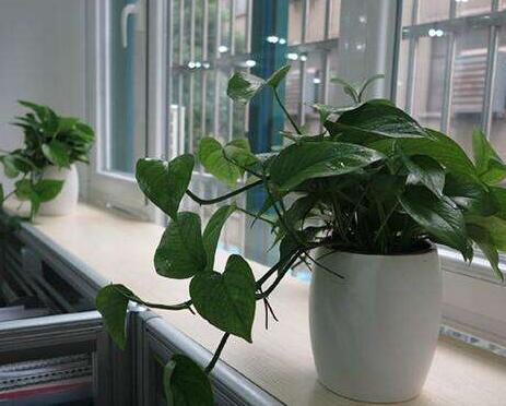 室內植物.jpg